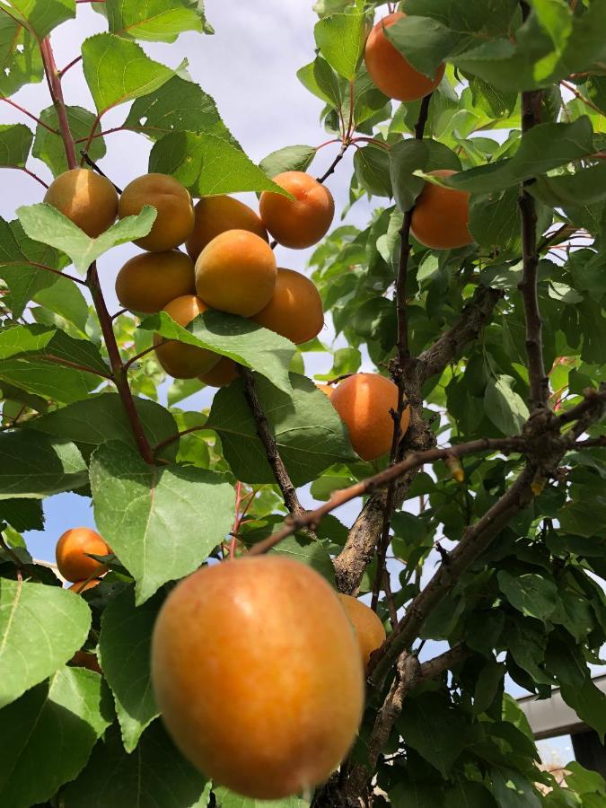 Il Giardino Di Nonno Agostino Bed & Breakfast Castellammare di Stabia Exterior photo